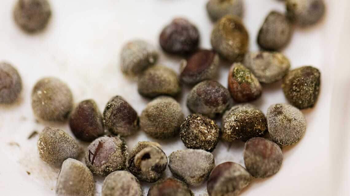 Over the garden fence: Fall is a good time to save your seeds. Here are some tips