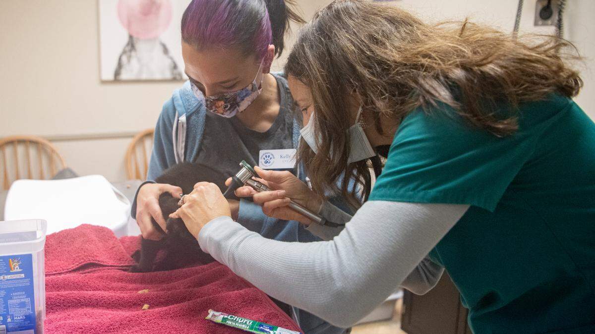 Vet tech Kelly Lallement helps vet Susan Lincoski check the ears of Philippe, a 19-week old kitten, on Dec. 20 during his first visit to University Drive Veterinary Hospital.