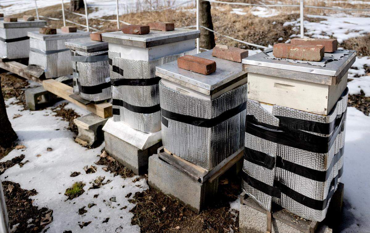 Bee colonies protected from the cold at Treaster Kettle Farm.