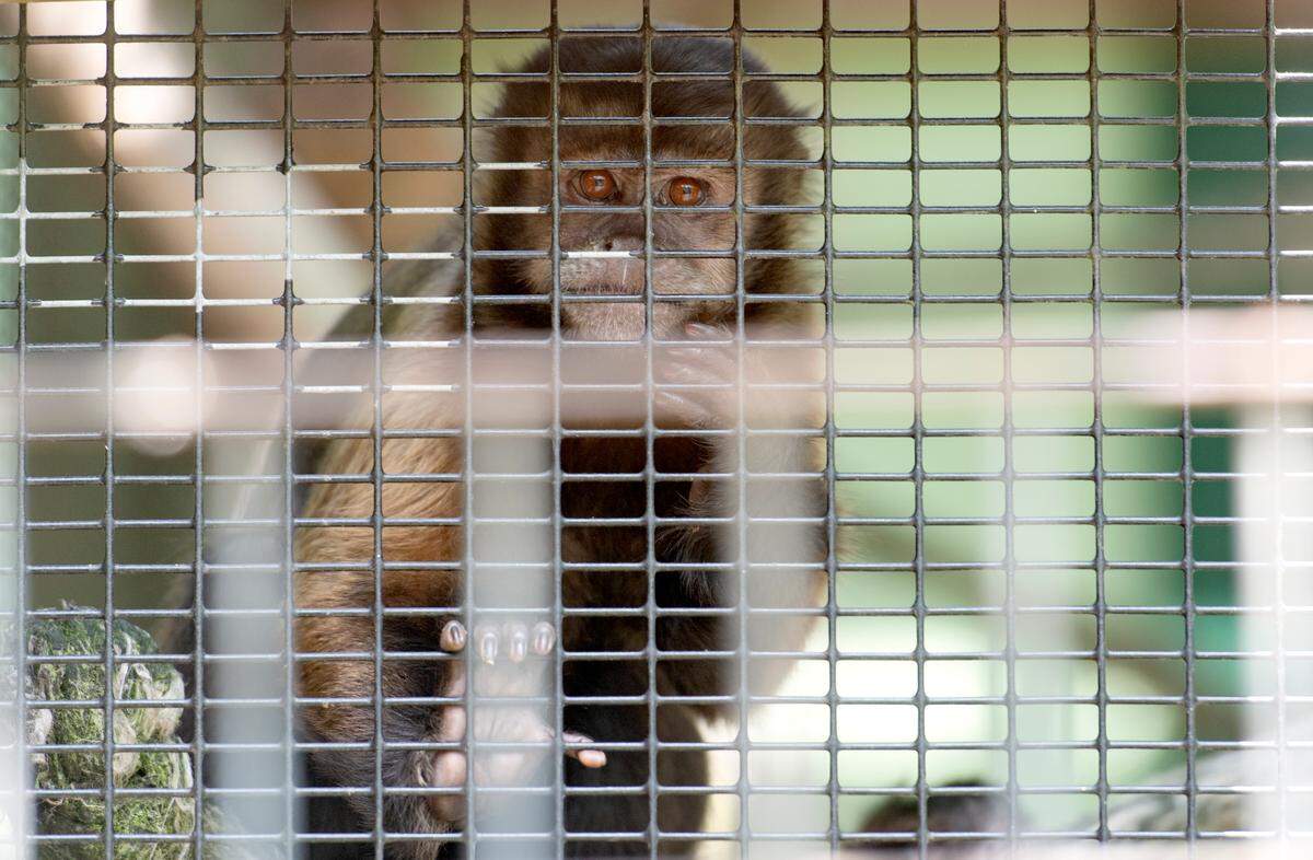 A capuchin at T&D’s Cats of the World in Penns Creek on Monday, June 13, 2022.