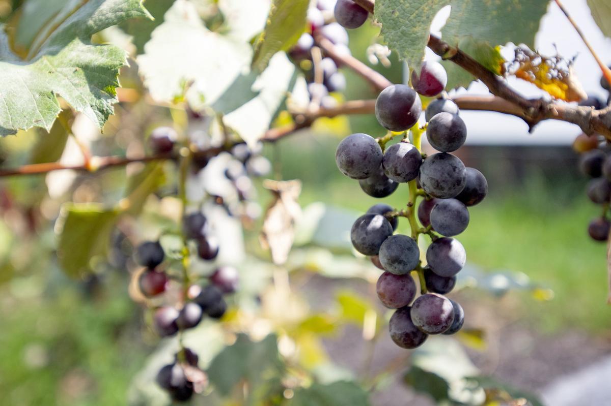 Concord grapes that will be used to make juice or popsicles grow in Adam Clampet’s Bellefonte garden on Monday, Sept. 3, 2018.