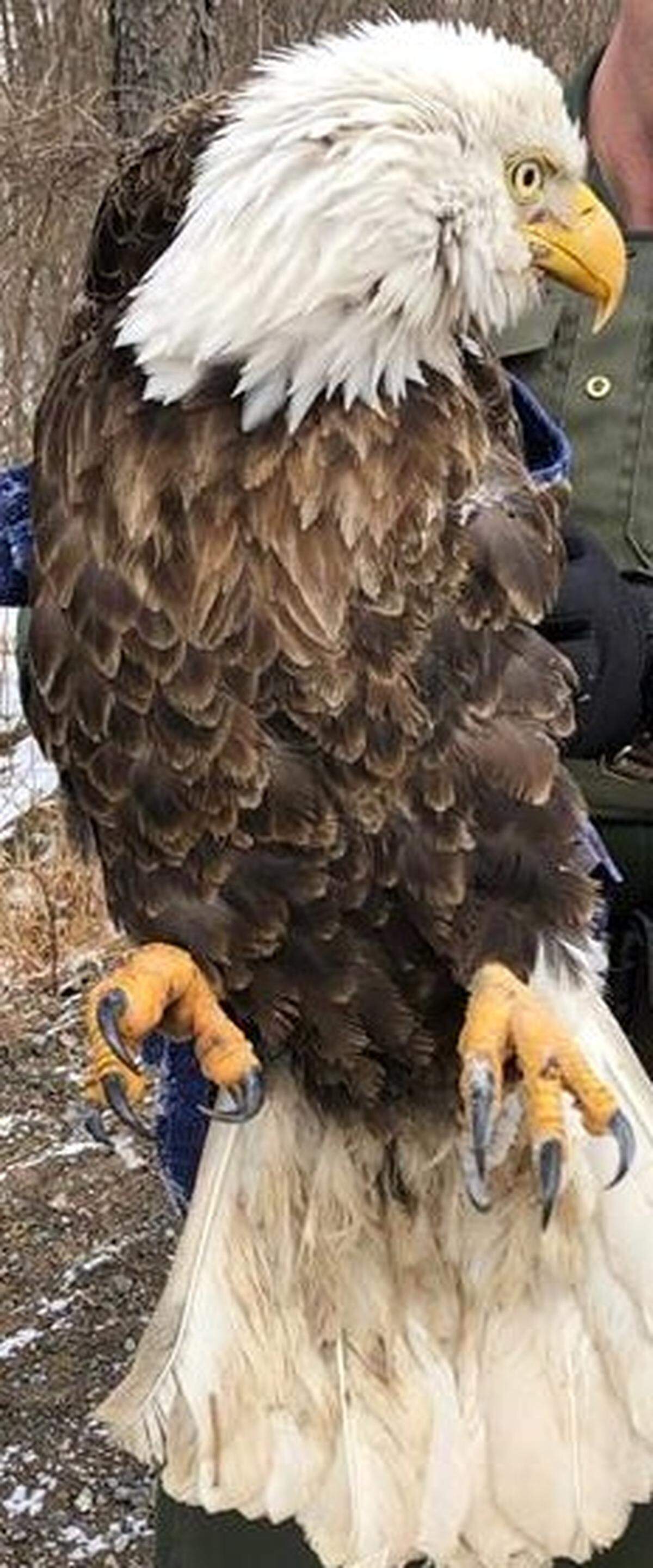 A wounded bald eagle was discovered Tuesday, March 5, 2019, near Yerty Auto Service and Parts in Roaring Spring.