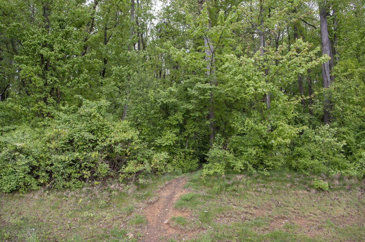 The wooded area along Old Gatesburg Road that may be developed as Pine Hall TTD on Tuesday, May 14, 2019.