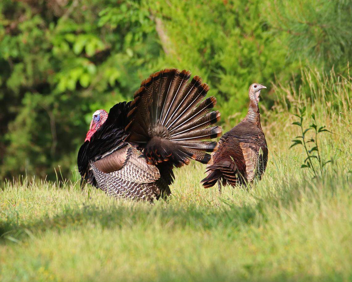 A wild turkey gobbler is pictured displaying for a hen.