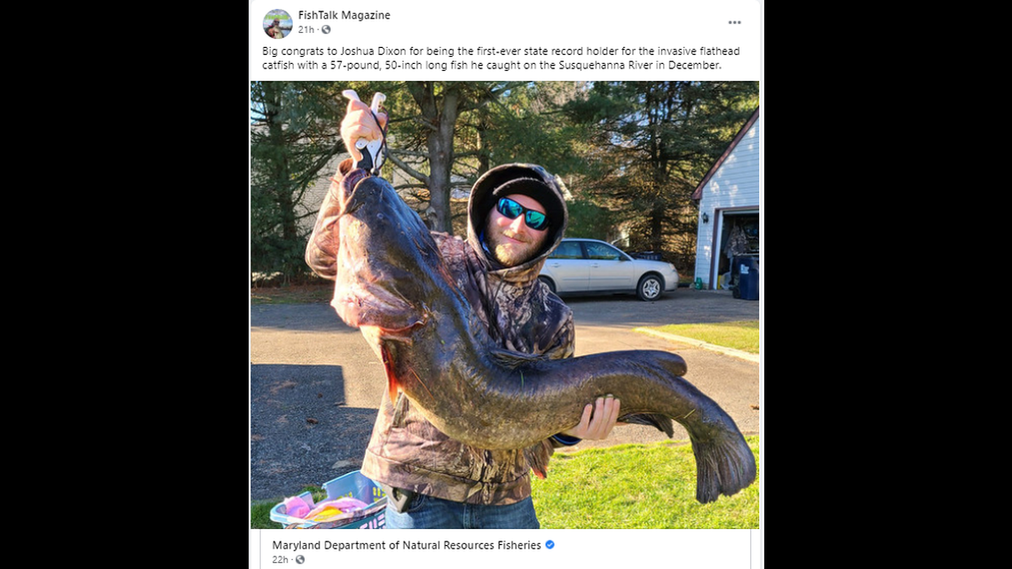 Joshua Dixon, 34, reports the fish did not give up easily. He says it took nearly 30 minutes to reel in the catfish during a Dec. 27 outing on the Susquehanna River, according to a news release.