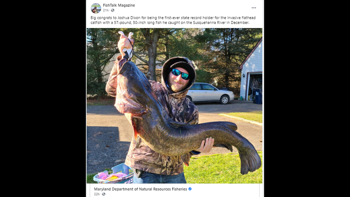Joshua Dixon, 34, reports the fish did not give up easily. He says it took nearly 30 minutes to reel in the catfish during a Dec. 27 outing on the Susquehanna River, according to a news release.