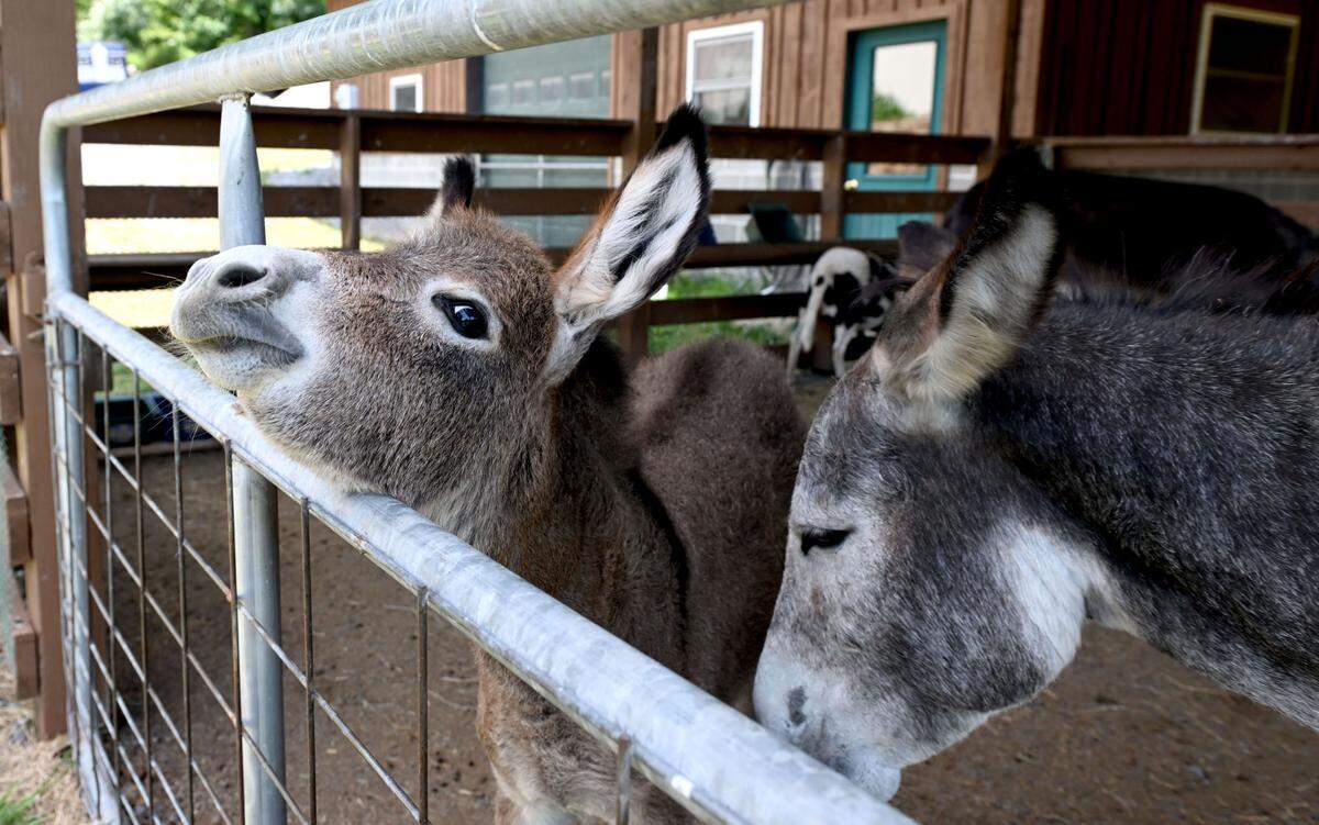Champ, who was born on the day Bald Eagle Area baseball won their 2024 PIAA title, at Bald Eagle Valley Alpaca Ranch on Friday, July 19, 2024.