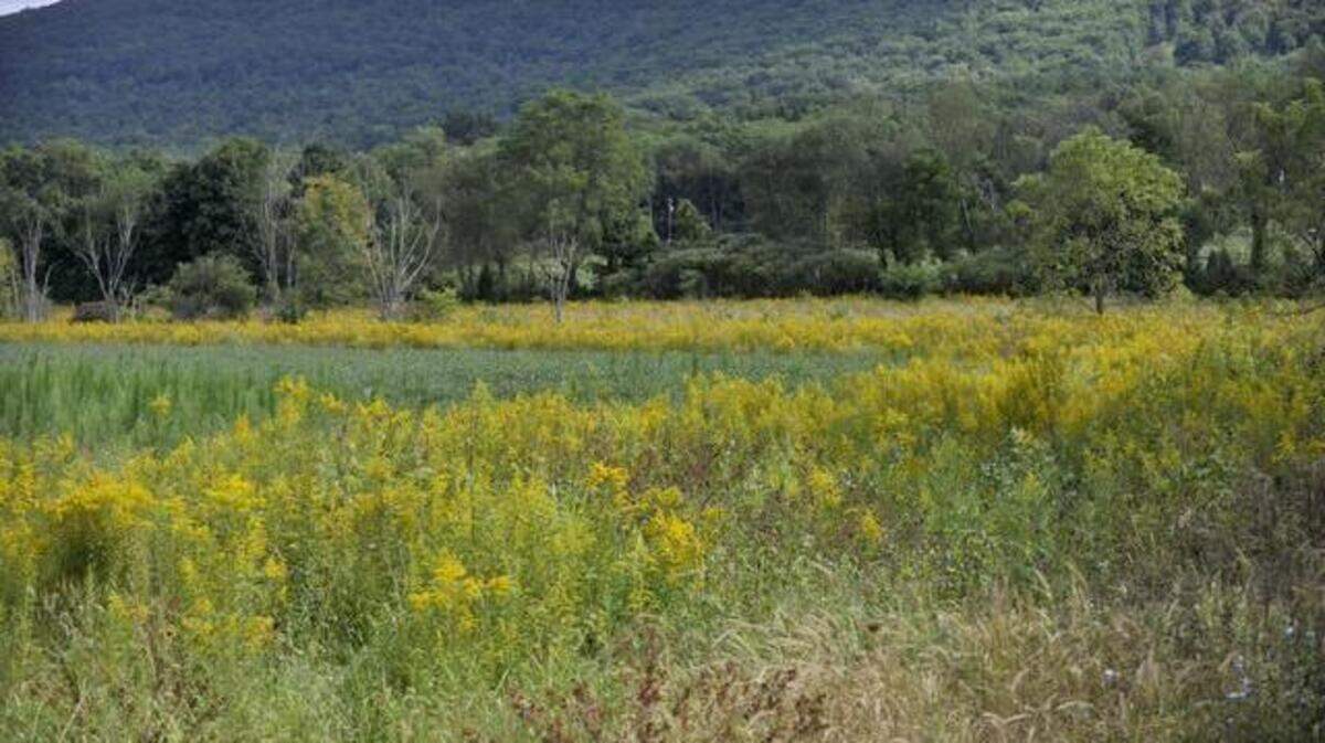 Goldenrod and trees were planted by ClearWater Conservancy as part of a riparian buffer along a stream near Sharer Road in Harris Township on Tuesday, September 16, 2014.
