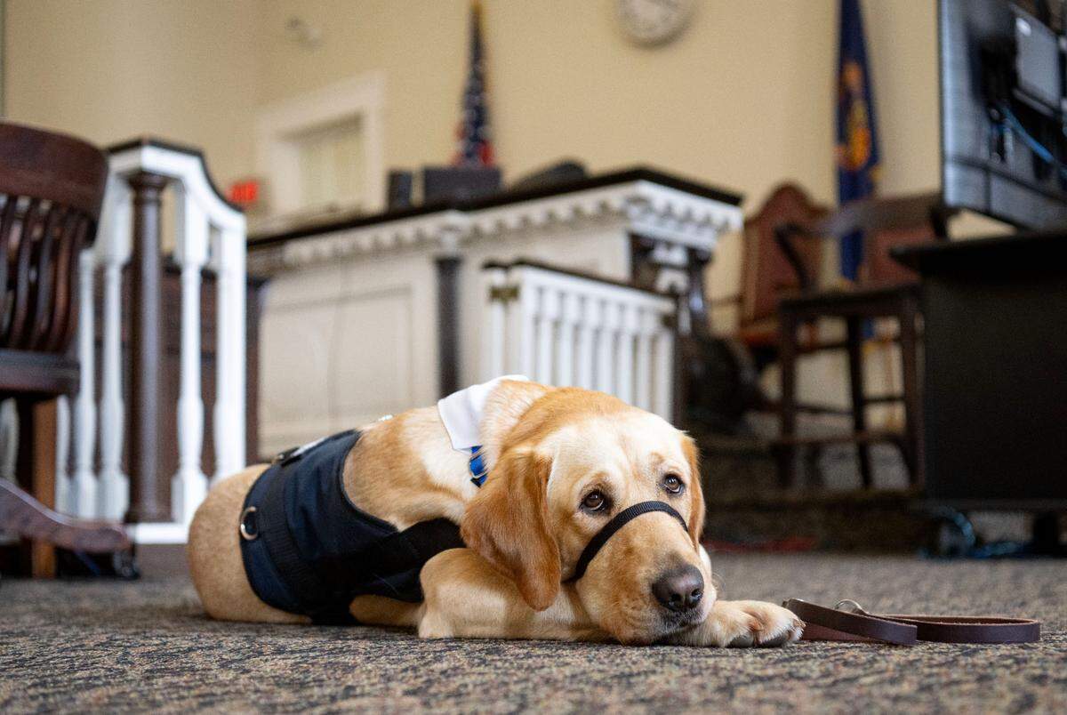 Missie, the newest member of the Centre County District Attorney’s Office, relaxes in the courtroom at the Centre County Courthouse on Friday, June 14, 2024.