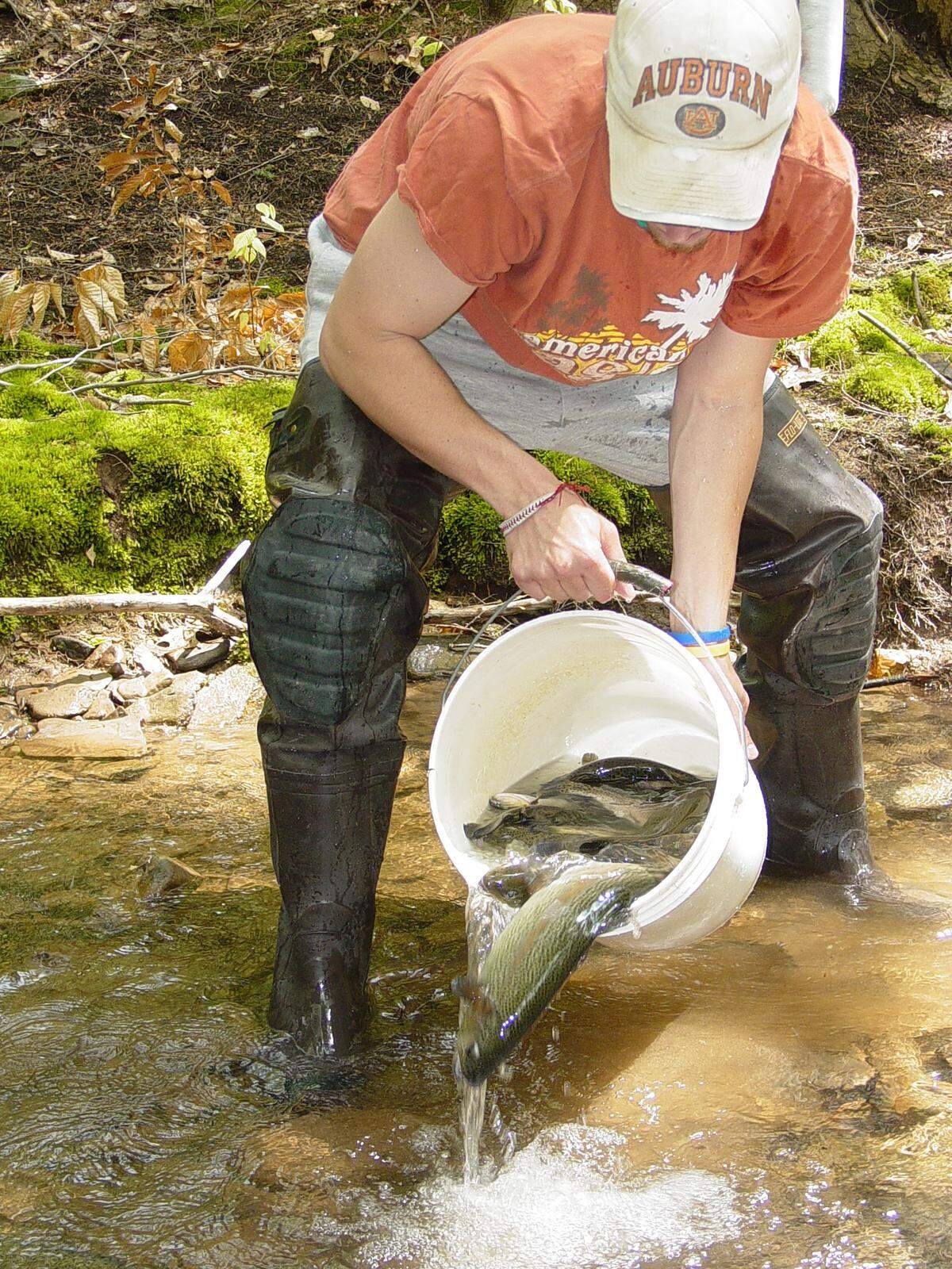 Trout stocking is proceeding at an accelerated pace in preparation for the statewide opening day on April 18.