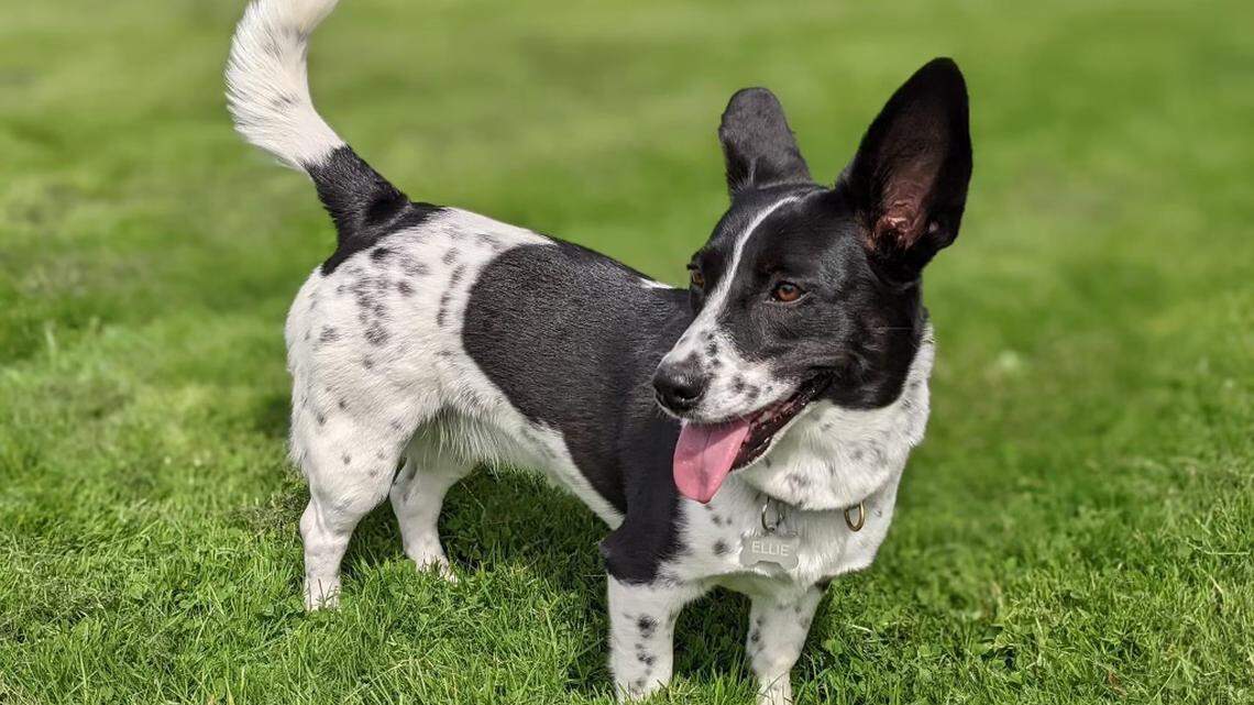 All paws on deck! Enter your pup in our contest to find central Pennsylvania’s cutest dog