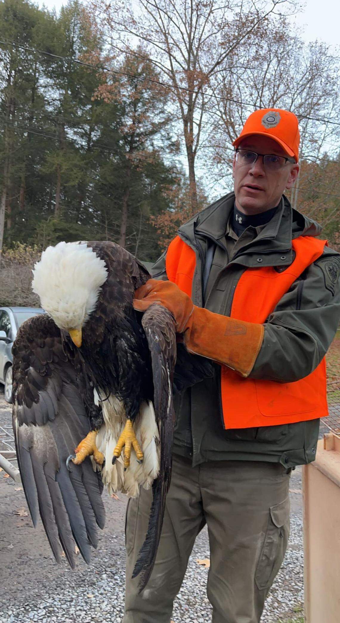 This eagle died on Dec. 5 after suffering from lead poisoning and infection.