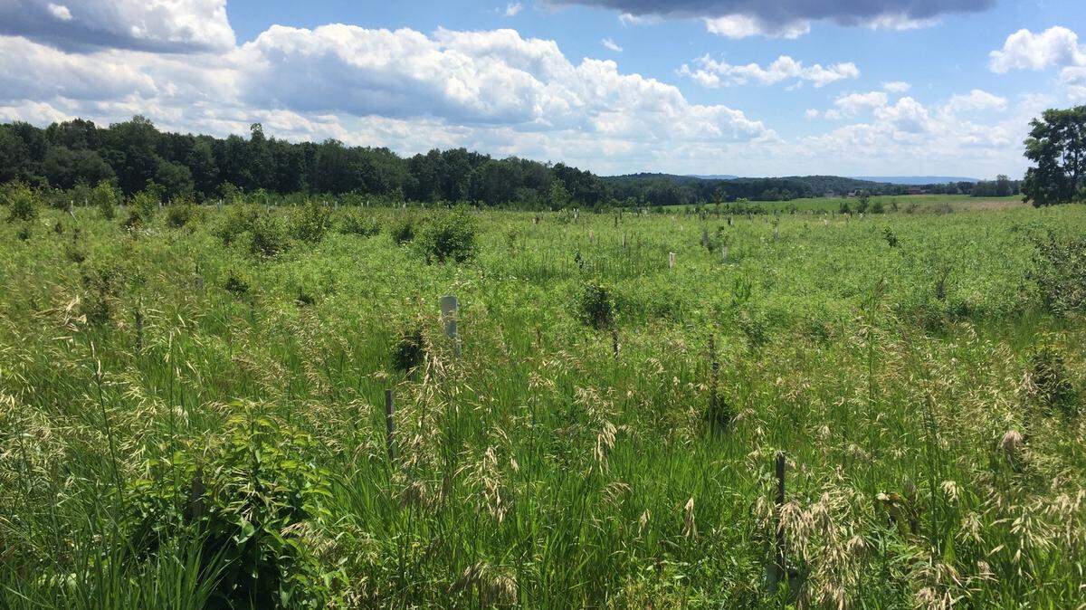 The Barrens to Bald Eagle Wildlife Corridor is an example of a local corridor providing an important pathway for wildlife to move across the region throughout the year.