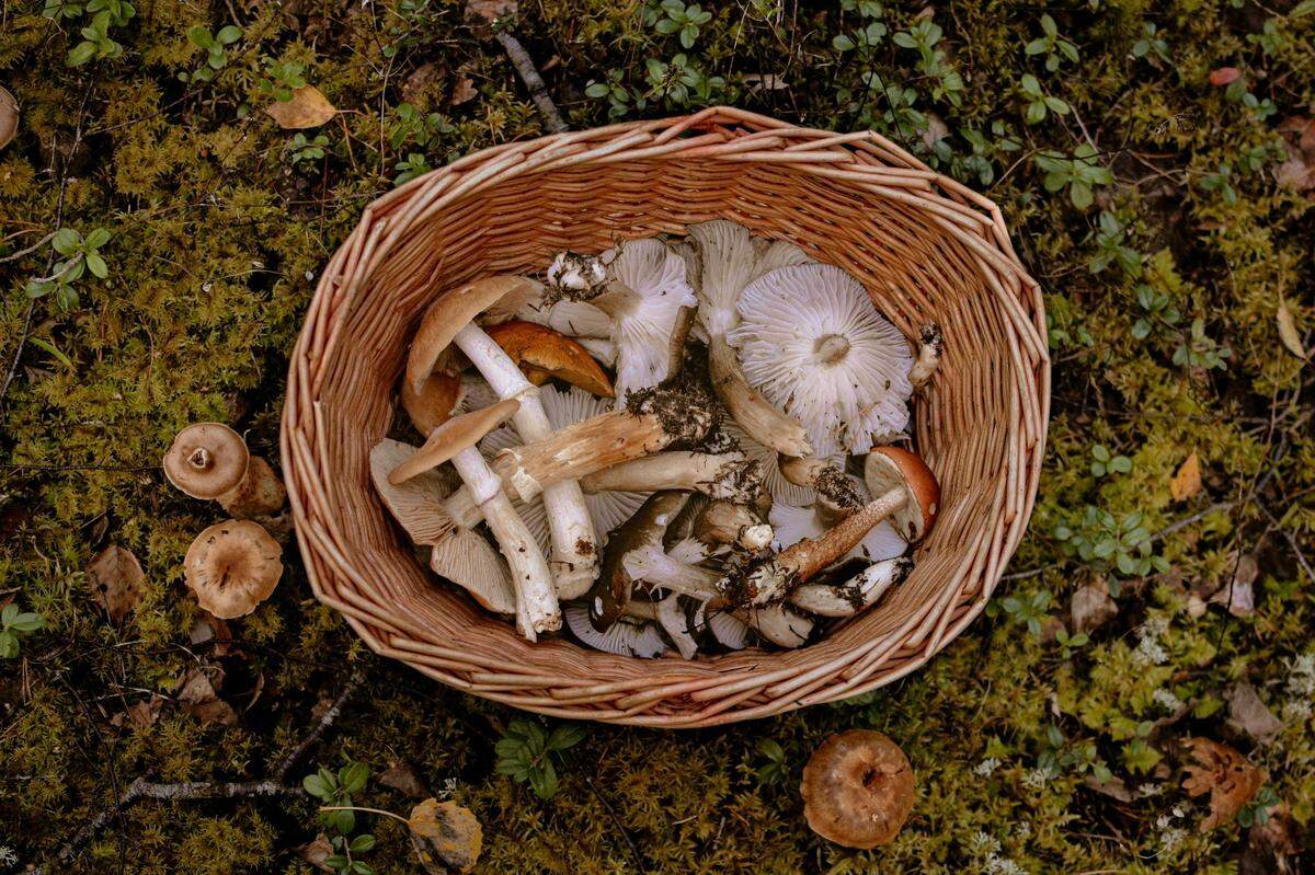 The Central Pennsylvania Mushroom Club has been bringing foragers together for about 15 years.