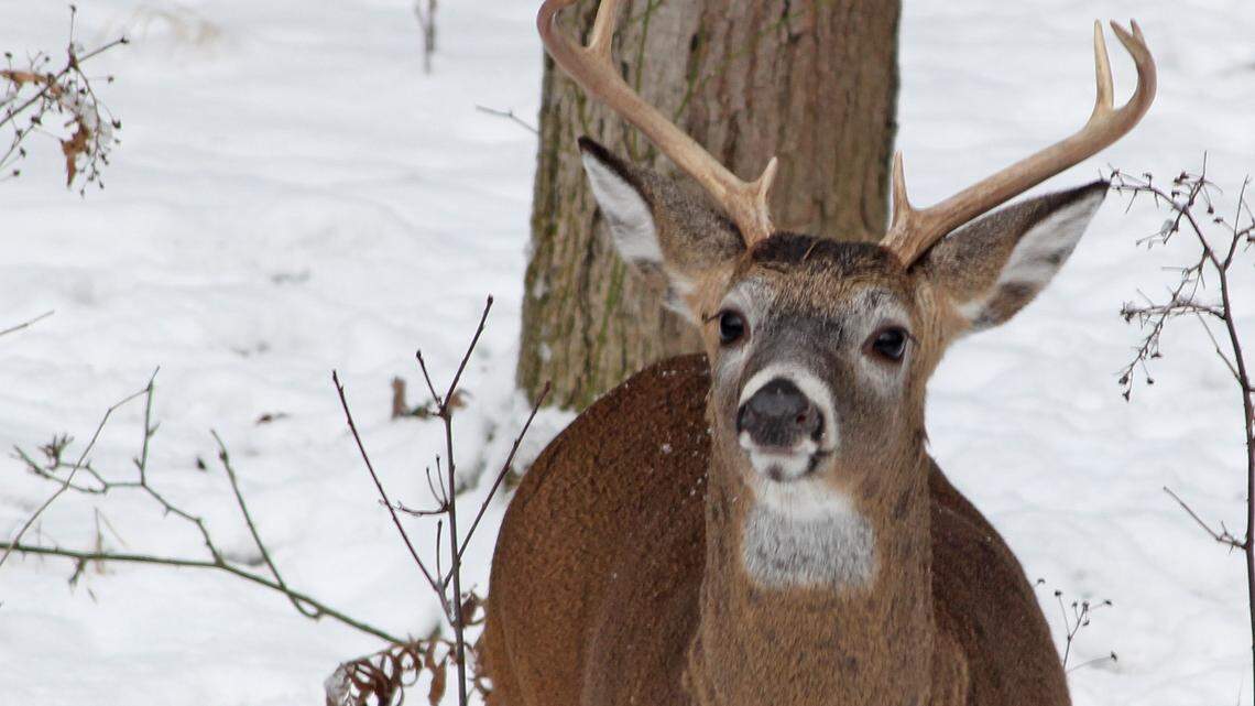 Afield: Reminiscing about deer seasons past and present as regular firearms season opens