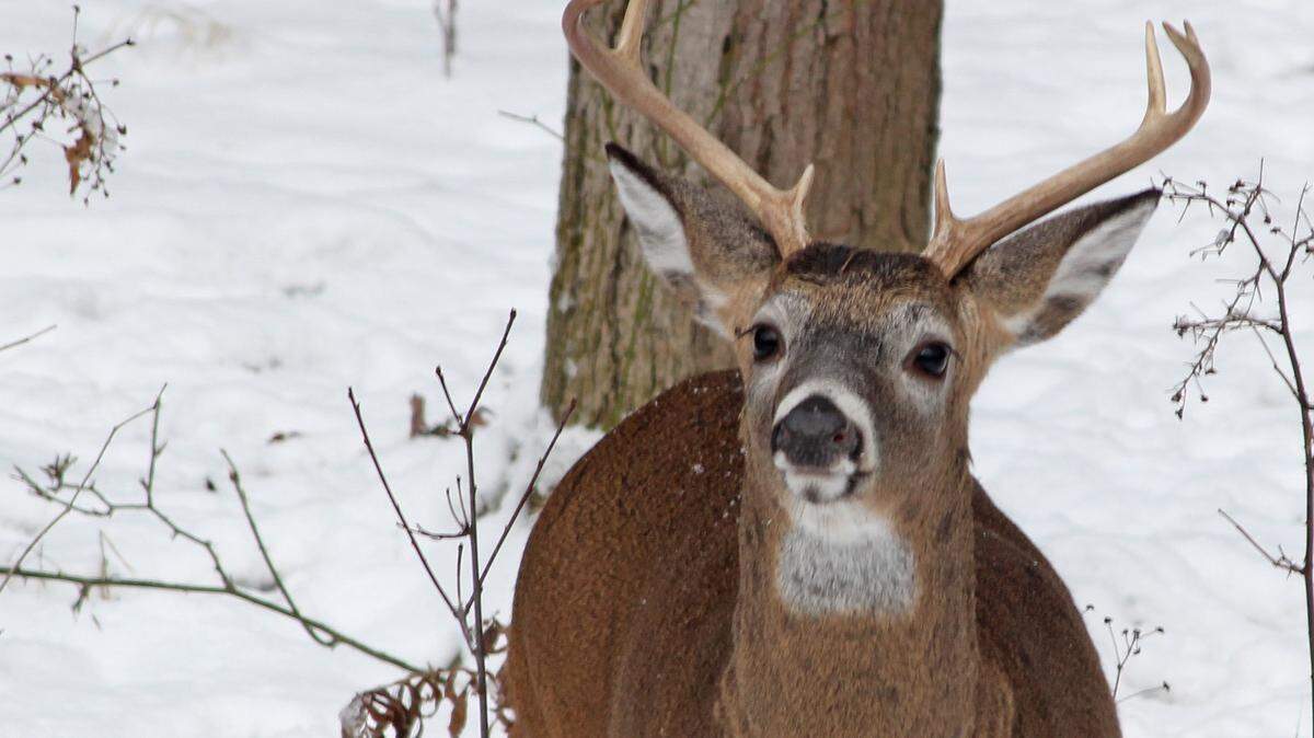 An 8-point buck sniffs the air for danger.