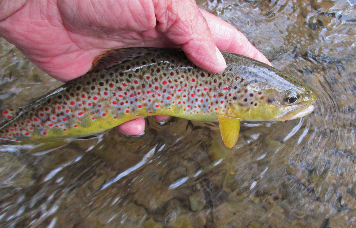 Wild brown trout are usually much more colorful than their hatchery-raised cousins and their fins are almost always in perfect shape. This one was caught on a Natural Reproduction Trout Stream in the western part of Centre County.