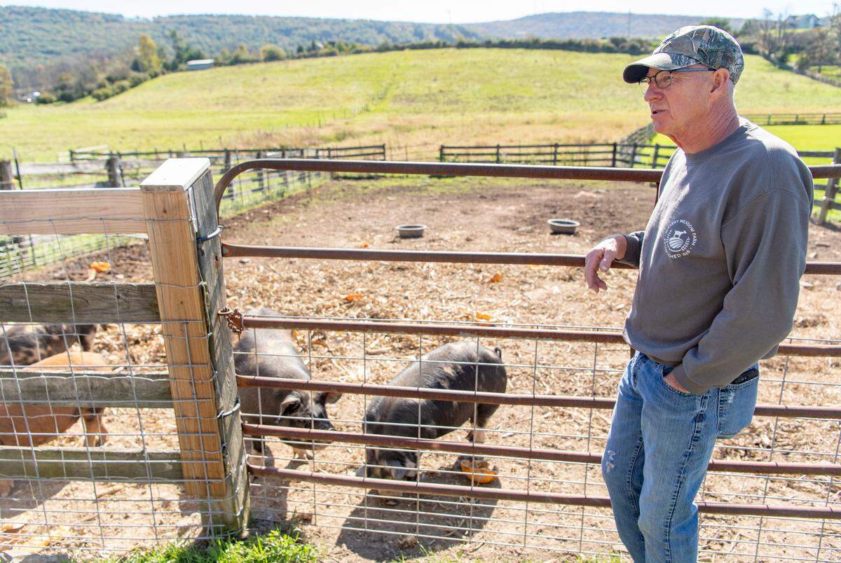 Mike Immel stands next to the pigs at Nittany Meadow Farm.