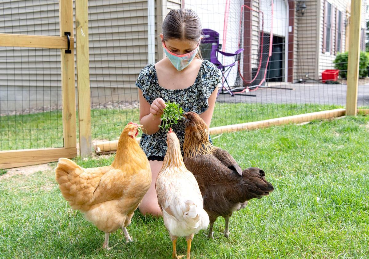 Purple, Banana, and El flock to Maeve Elliott, 10, to get some clovers on Friday, June 19, 2020.
