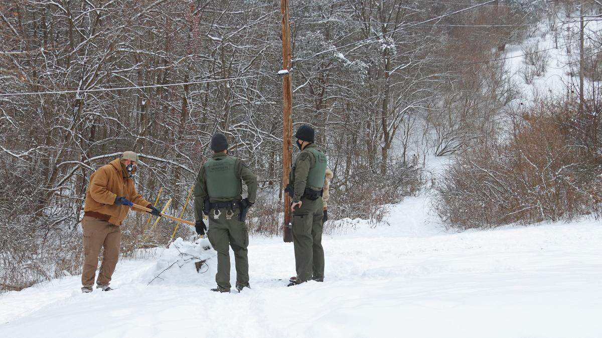 Pennsylvania Game Commission employees set a trap over an area baited for wild turkeys.