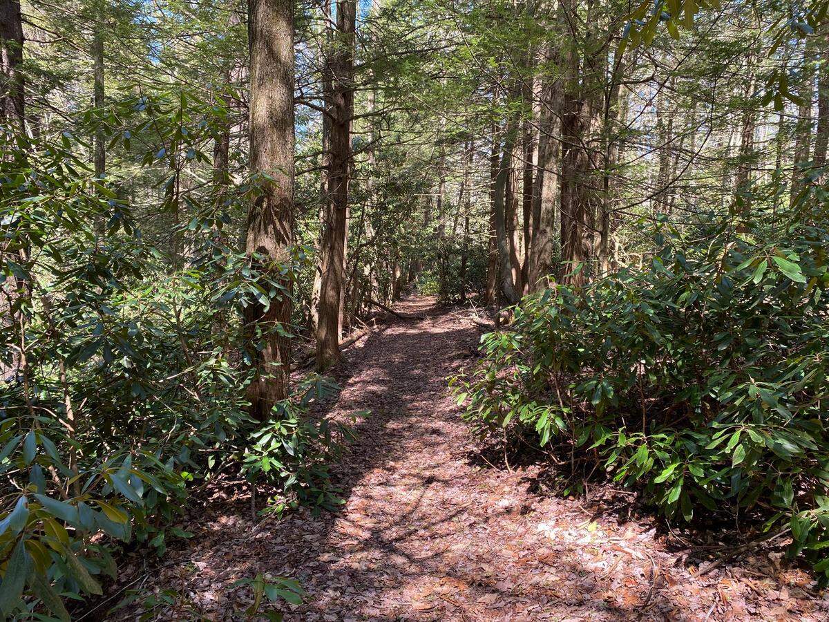 Bear Meadows Natural Area is one of eight designated natural areas in Rothrock State Forest and one of 602 National Natural Landmarks.