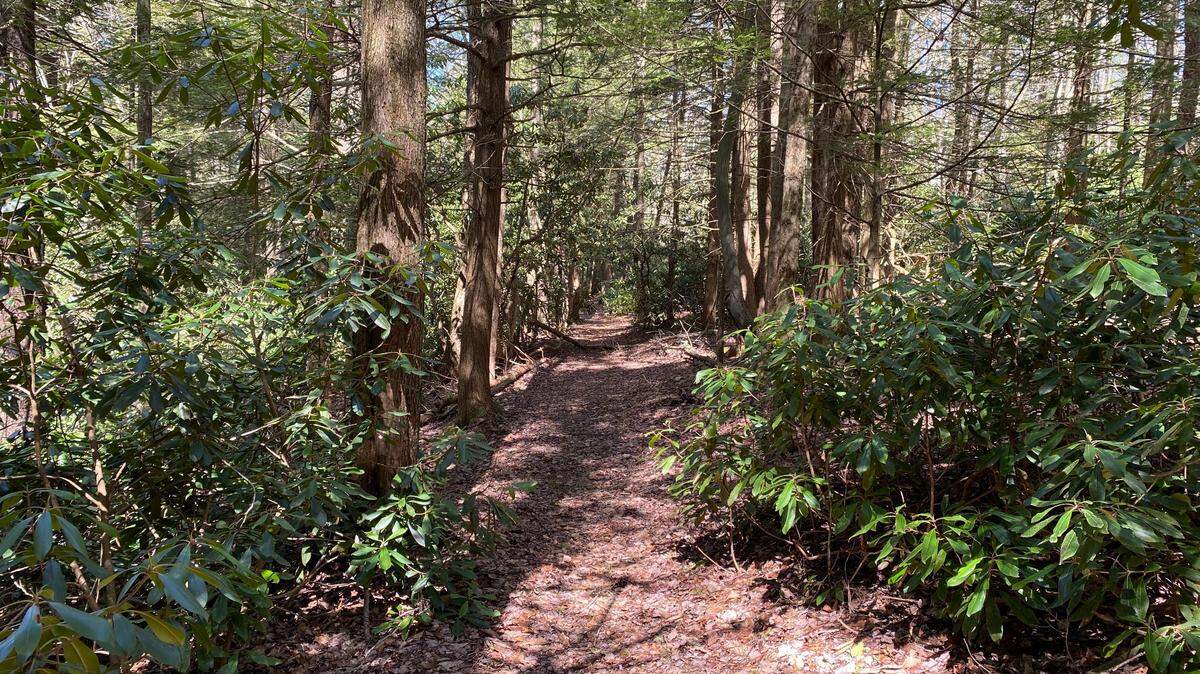 Bear Meadows Natural Area is one of eight designated natural areas in Rothrock State Forest, which will have 53 miles of new trails added.