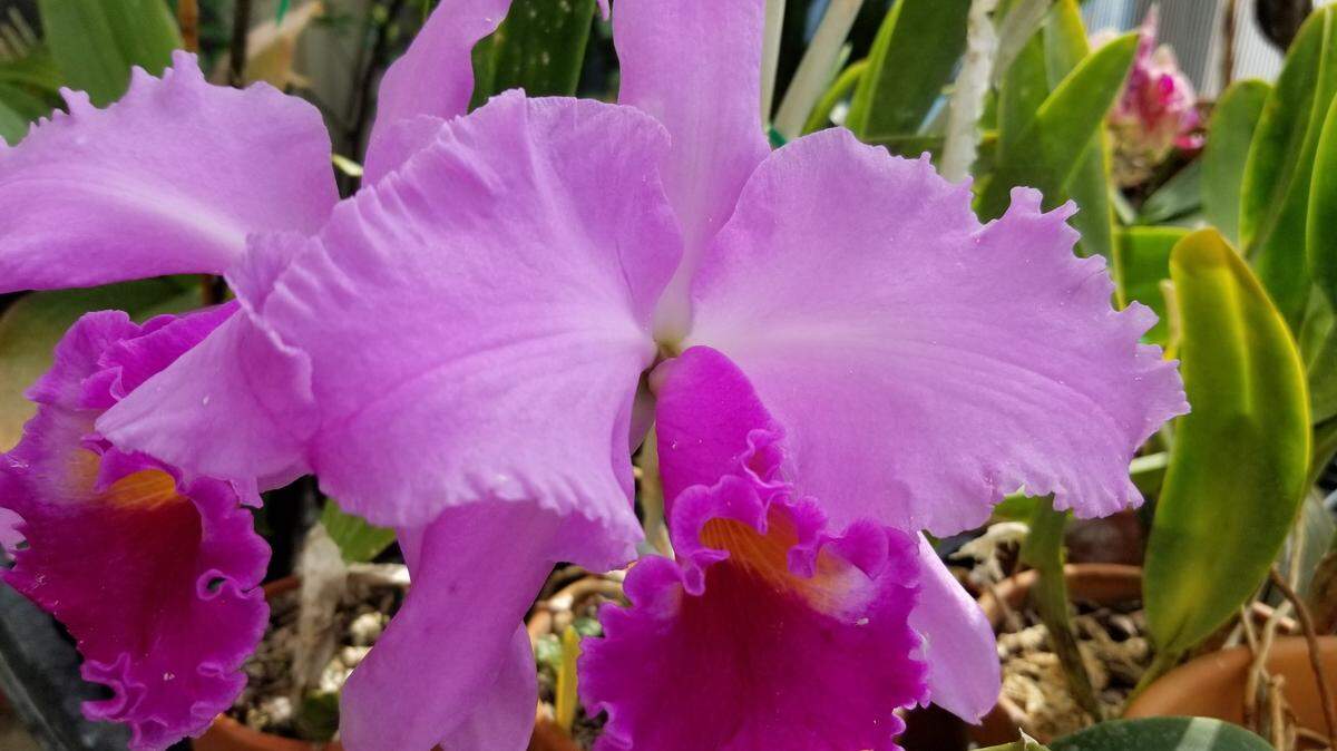 The Cattleya Irene Finney is among orchids that will be on display during the Central Pennsylvania Orchid Society’s annual orchid show on March 25-26.