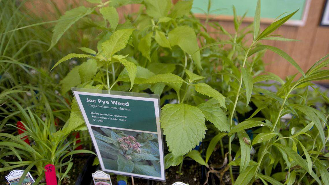 Find the perfect addition to your garden at the Centre County Master Gardener Plant Sale