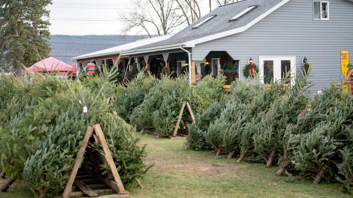 An assortment of fir trees is pictured here at Harner Farms in this 2022 file photo. If you’re looking for a live tree, be sure to check out these Centre County businesses.
