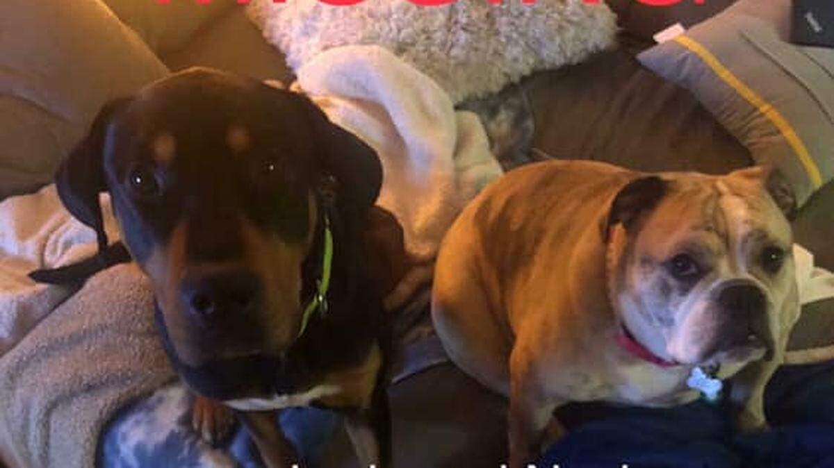 Nash, left, and Jordy went missing after they were in a rollover crash with their owners on I-80 on Wednesday morning. Jordy has been found but Nash is still missing.