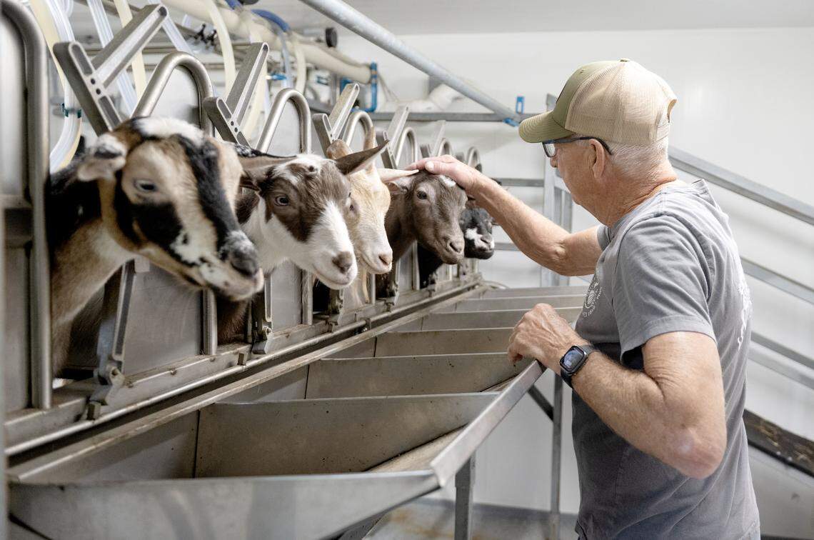 Mike Immel pets Rosie and all the goats after a milking session at Nittany Meadow Farm on Monday, Aug. 4, 2025.  