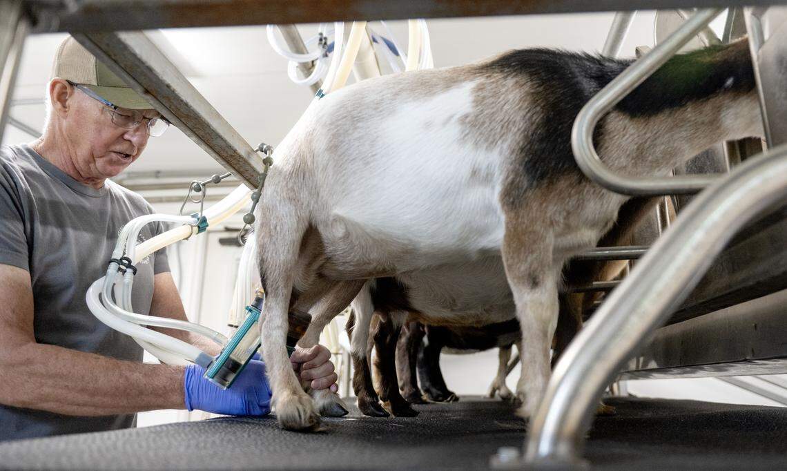 Mike Immel milks Daphne and a handful of other goats at Nittany Meadow Farm on Monday, Aug. 4, 2025.  