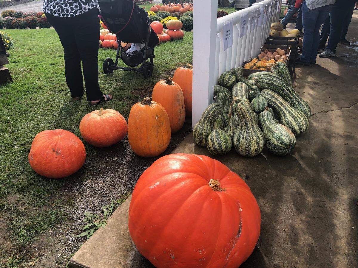 Fall produce is on display Saturday at Wasson Farm.