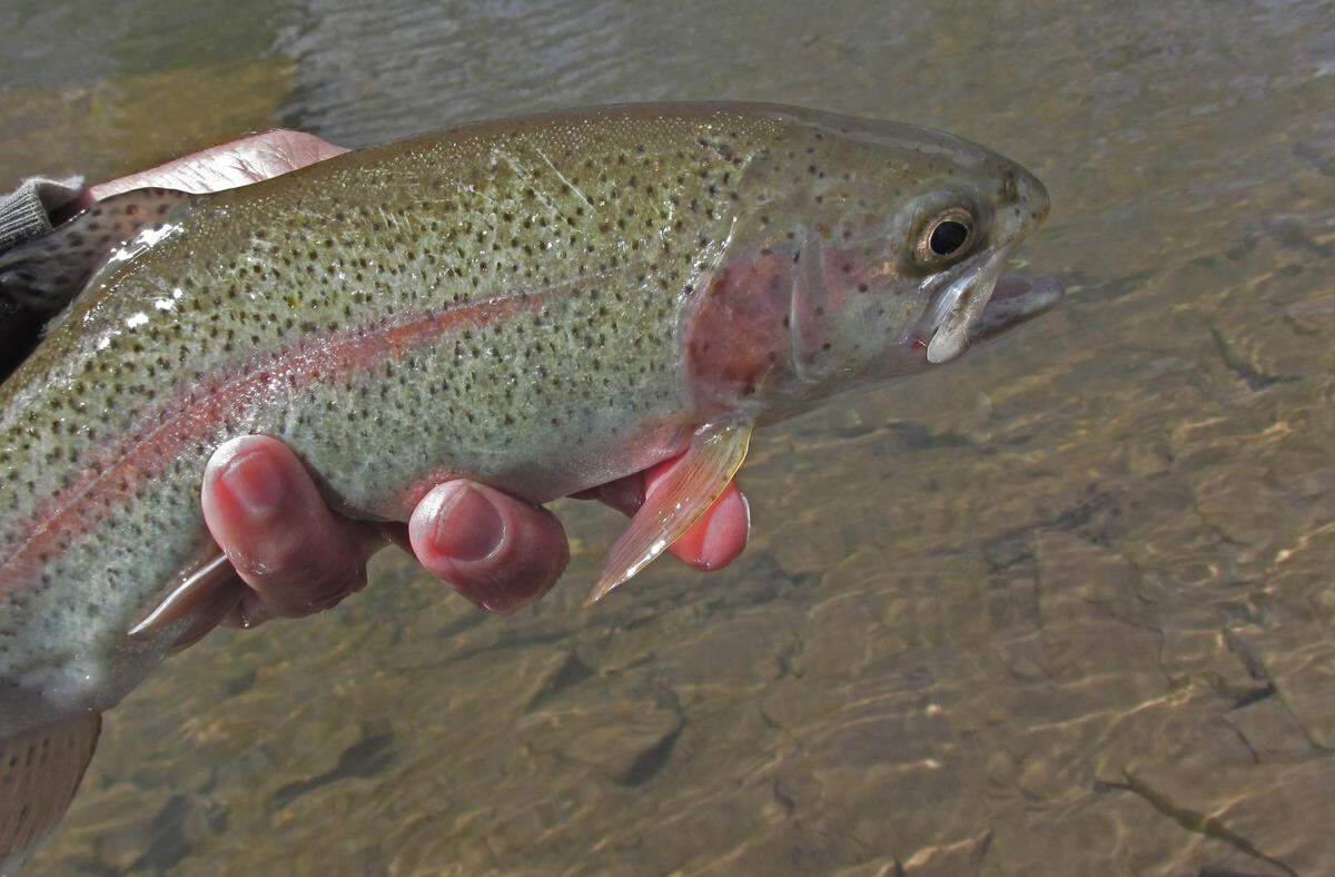More than 2 million rainbow trout will be ready for anglers on April 4.