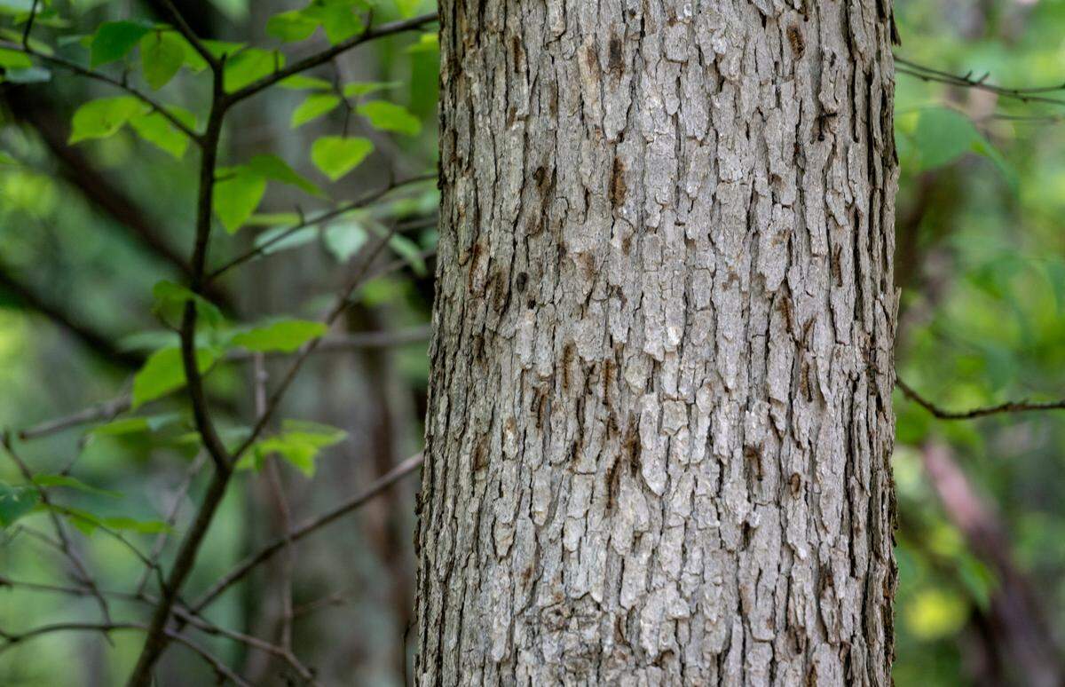 A tree with traces of spongy moths on state game land number 103 on Friday, July 22, 2022.