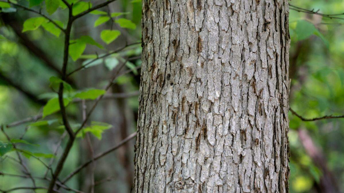 A tree with traces of spongy moths on state game land number 103 on Friday, July 22, 2022.