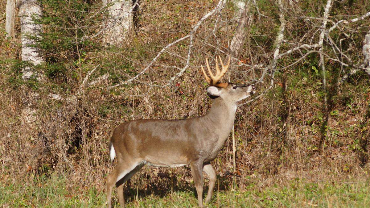 A large buck uses a licking branch, which is located over his scrape. (John Nale, For the CDT)