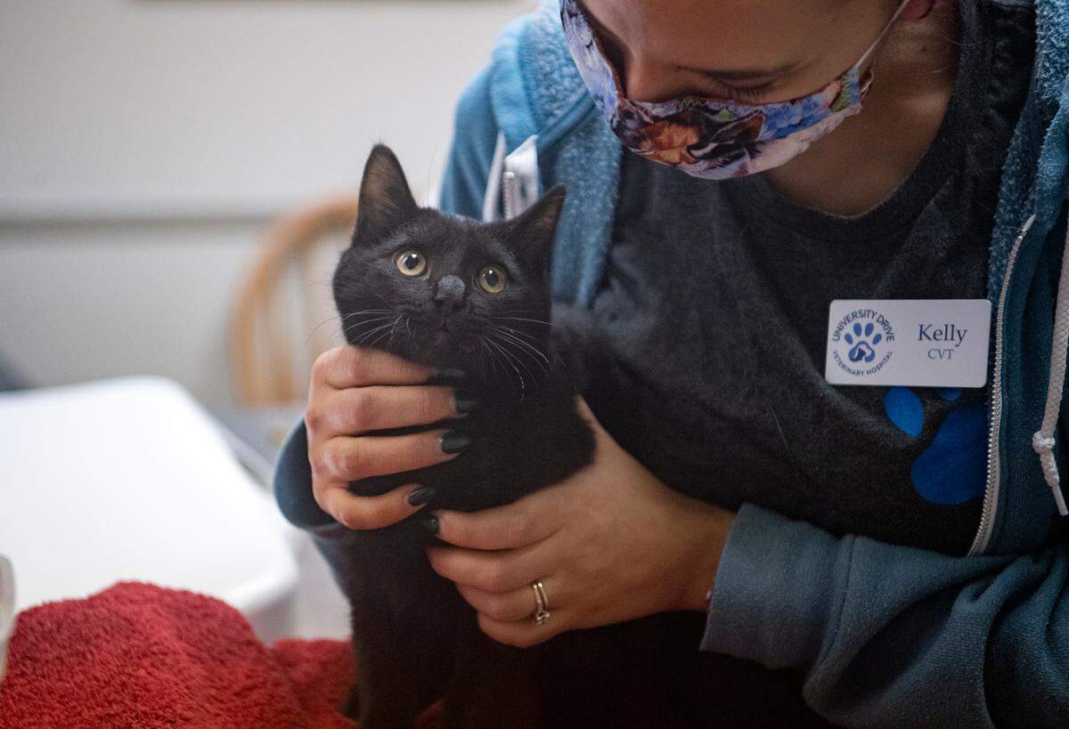 Vet tech Kelly Lallement holds Philippe, a 19-week-old kitten, as he visits the University Drive Veterinary Hospital on Dec. 20.