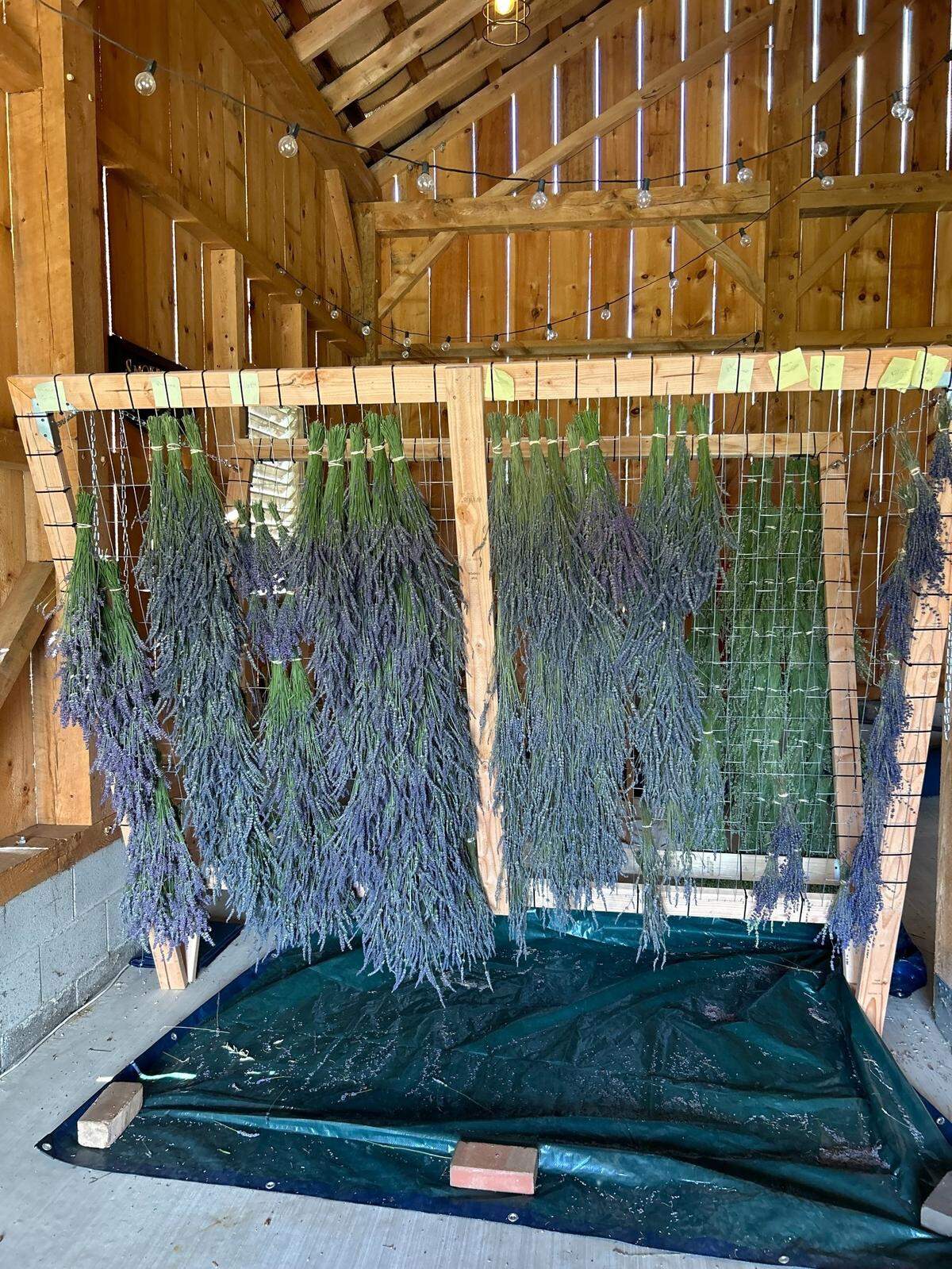 Happy Valley Lavender Farm in State College will open next month for its first open house.