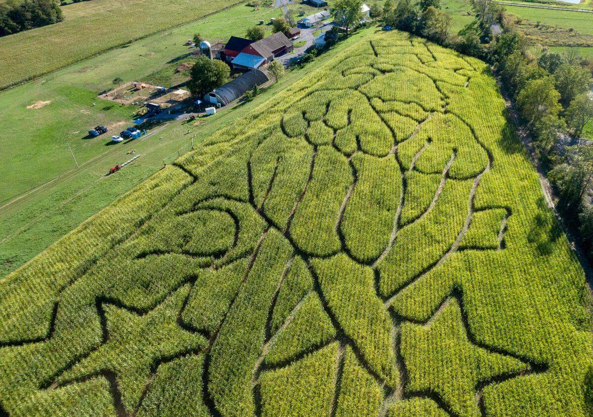 An aerial views of the 6-acre corn maze at Living Faith Acres Farm on Friday, Sept. 23, 2022.