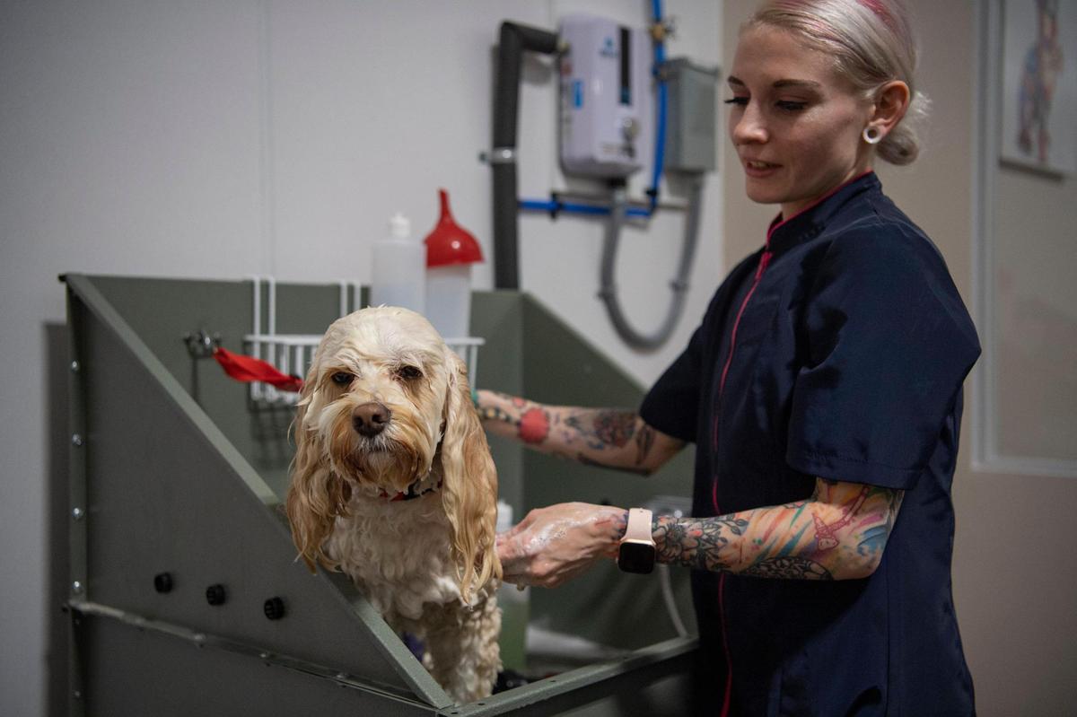 Brittany Walter gives a dog a bath at the The Pet Pub on Benner Pike on Friday, June 26, 2020.