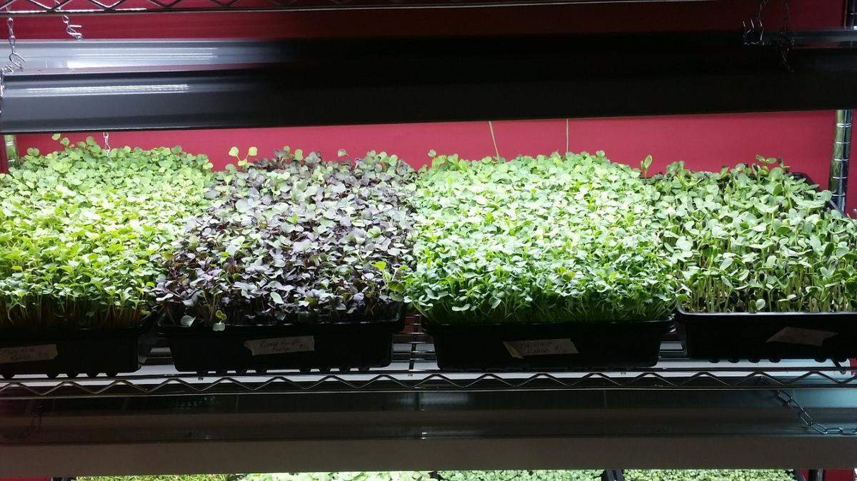 The growing room at Bear Meadows Microgreens.