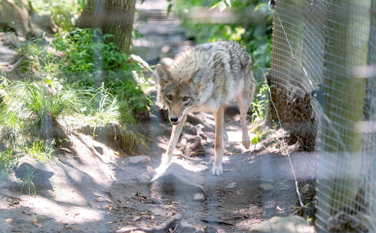 A coyote at T&D’s Cats of the World in Penns Creek on Monday, June 13, 2022.