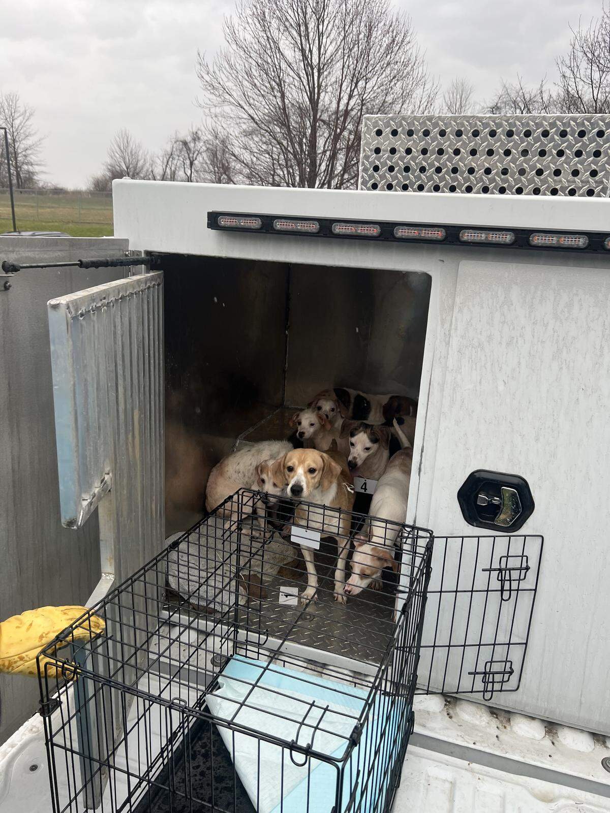 Some 37 dogs were surrendered to Centre County PAWS after they were removed from a single property during a humane investigation. Centre County PAWS is asking for donations, wishlist items and foster homes.