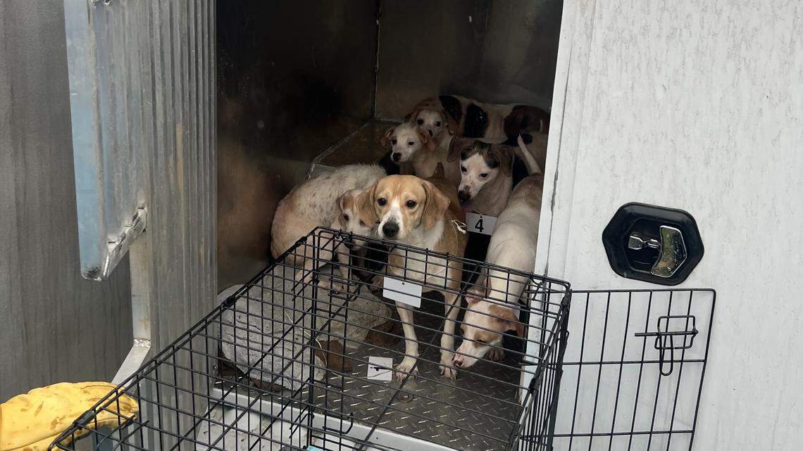 Centre County woman charged with neglect of 42 dogs, 5 of which were injured