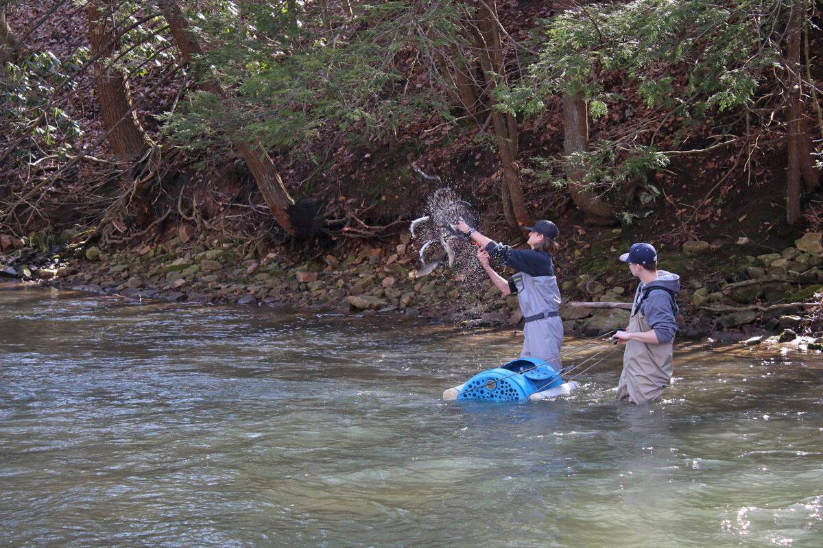 Members of the Philipsburg-Osceola High School Flyfishing Club help to Stock Bald Eagle Creek on March 18.