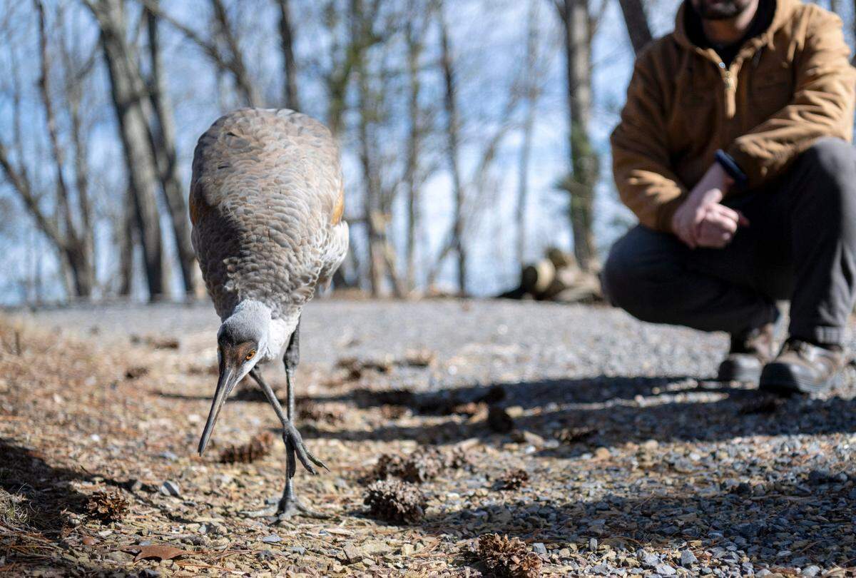 Jane, a sandhill crane, forages Wednesday while on a flock walk at Klingsberg Aviary at Shaver’s Creek.