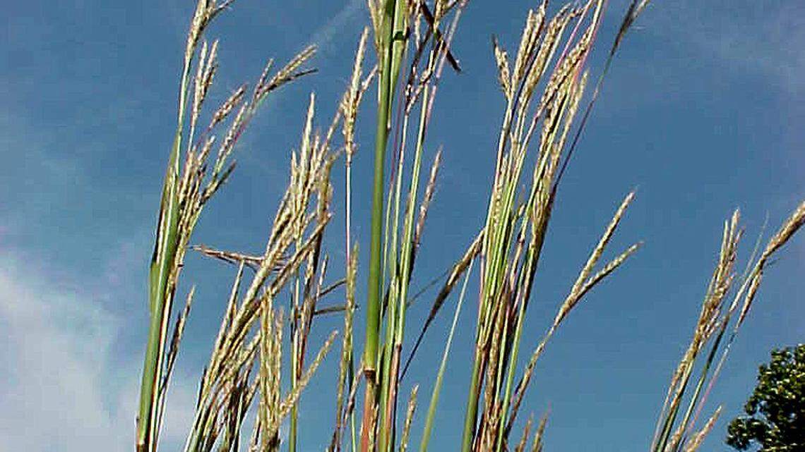 How to create a miniature prairie in your backyard