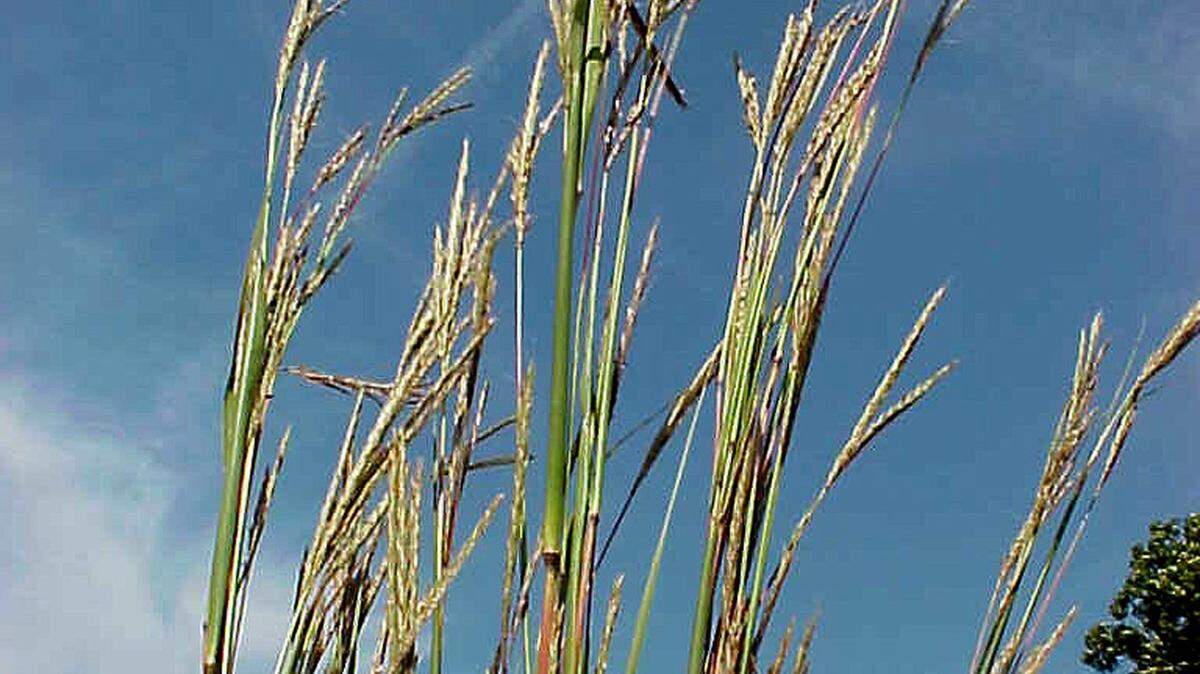 Ornamental grasses are adaptable and can grow in poorer soils better than many other garden plants.