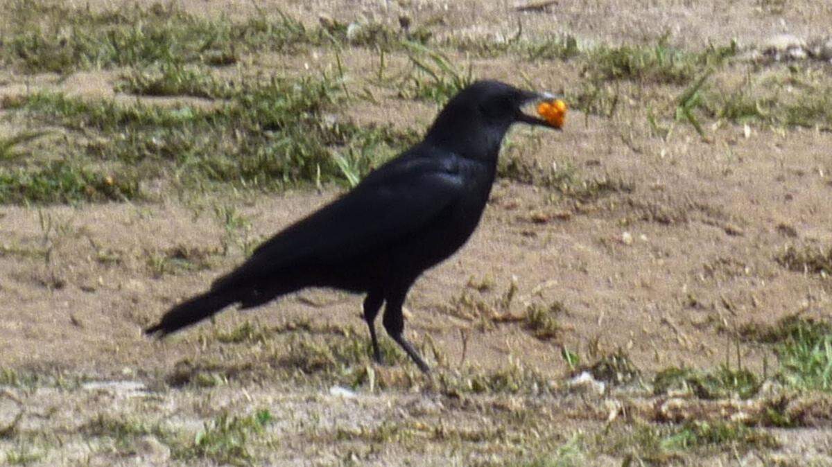 State College Public Works crews will be out shooting off aerial noisemakers to drive crows out of the borough from 6-9 p.m. Friday, Jan. 4, 2018. The crow harassment methods are a “non-harmful method” for displacing crows, the borough said.